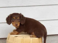 Brownie, a male Miniature Dachshund for sale in Harrisonburg, VA – Photo 2 of 4