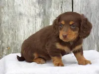 Brownie, a male Miniature Dachshund for sale in Harrisonburg, VA – Photo 3 of 4