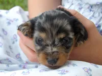 Pepper, a male Miniature Dachshund for sale in Harrisonburg, VA – 2 of 2
