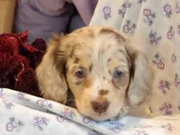 Spotty, a male Miniature Dachshund for sale in Harrisonburg, VA – Photo 1 of 4