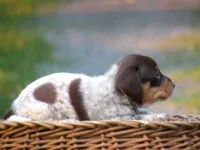 Pepper, a male Miniature Dachshund for sale in Mount Crawford, VA – 3 of 5
