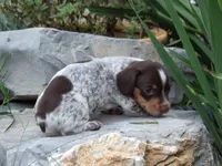 Choco, a female Miniature Dachshund for sale in Mount Crawford, VA – 2 of 4