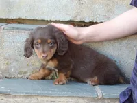 Brownie, a male Miniature Dachshund for sale in Harrisonburg, VA – 4 of 5
