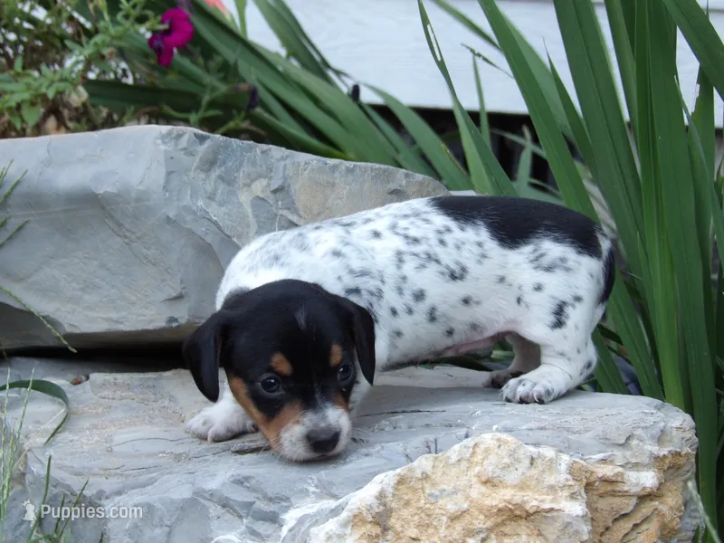 Spotty – Miniature Dachshund puppy for sale in Mount Crawford, VA