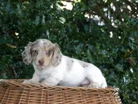 Sadie, a female Miniature Dachshund for sale in Mount Crawford, VA – 3 of 4