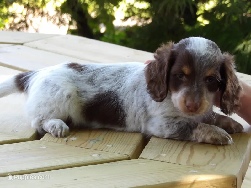 Spots – Miniature Dachshund puppy for sale in Harrisonburg, VA