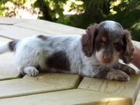 Spots, a male Miniature Dachshund for sale in Harrisonburg, VA – 1 of 6