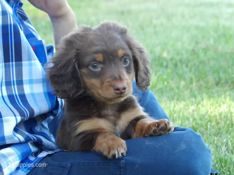 Brownie – Miniature Dachshund puppy for sale in Harrisonburg, VA