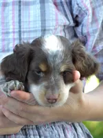 Spots, a male Miniature Dachshund for sale in Harrisonburg, VA – 2 of 6