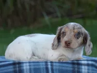 Sadie, a female Miniature Dachshund for sale in Mount Crawford, VA – 4 of 4