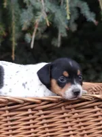 Spotty, a female Miniature Dachshund for sale in Mount Crawford, VA – 4 of 5