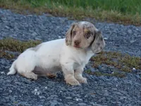 Sadie, a female Miniature Dachshund for sale in Mount Crawford, VA – 2 of 4