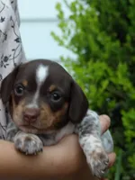 Choco, a female Miniature Dachshund for sale in Mount Crawford, VA – 3 of 4