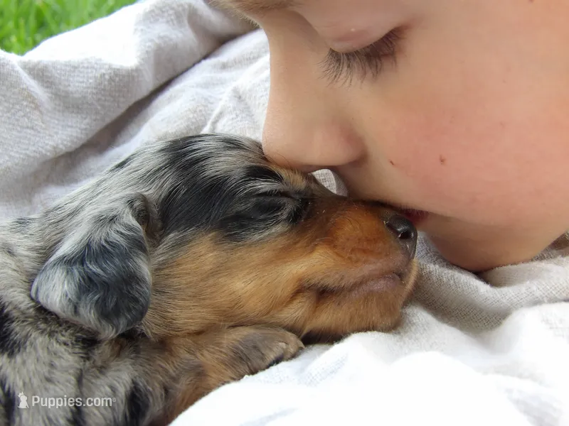 Peanut – Miniature Dachshund puppy for sale in Harrisonburg, VA