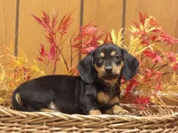 Puddles, a male Miniature Dachshund for sale in Harrisonburg, VA – Photo 1 of 3