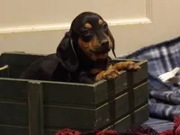 Puddles, a male Miniature Dachshund for sale in Harrisonburg, VA – Photo 3 of 3