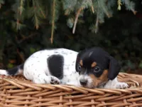 Spotty, a female Miniature Dachshund for sale in Mount Crawford, VA – 3 of 5