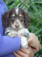 Cooper , a male Miniature Dachshund for sale in Mount Crawford, VA – 3 of 3