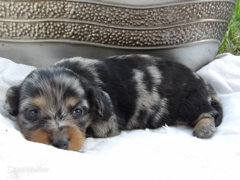 Pepper – Miniature Dachshund puppy for sale in Harrisonburg, VA