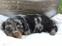 Pepper, a male Miniature Dachshund for sale in Harrisonburg, VA – 1 of 2