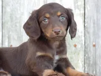Stella, a female Miniature Dachshund for sale in Mount Crawford, VA – 2 of 4