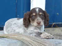 Cooper , a male Miniature Dachshund for sale in Mount Crawford, VA – 2 of 3