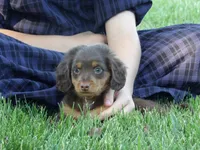 Brownie, a male Miniature Dachshund for sale in Harrisonburg, VA – 5 of 5