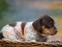 Pepper, a male Miniature Dachshund for sale in Mount Crawford, VA – 5 of 5