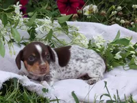 Choco, a female Miniature Dachshund for sale in Mount Crawford, VA – 4 of 4