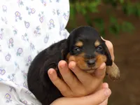 Pumpkin, a female Miniature Dachshund for sale in Harrisonburg, VA – 2 of 2
