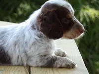 Spots, a male Miniature Dachshund for sale in Harrisonburg, VA – 6 of 6