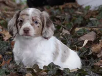 Samson , a male Miniature Dachshund for sale in Harrisonburg, VA – Photo 2 of 4