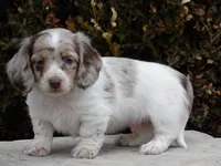 Samson , a male Miniature Dachshund for sale in Harrisonburg, VA – Photo 1 of 4