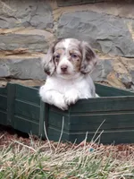 Samson , a male Miniature Dachshund for sale in Harrisonburg, VA – Photo 4 of 4