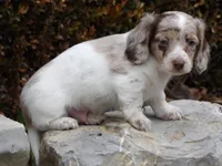 Samson , a male Miniature Dachshund for sale in Harrisonburg, VA – Photo 3 of 4