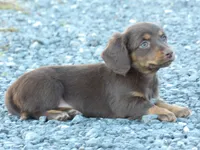 Stella, a female Miniature Dachshund for sale in Mount Crawford, VA – 4 of 4