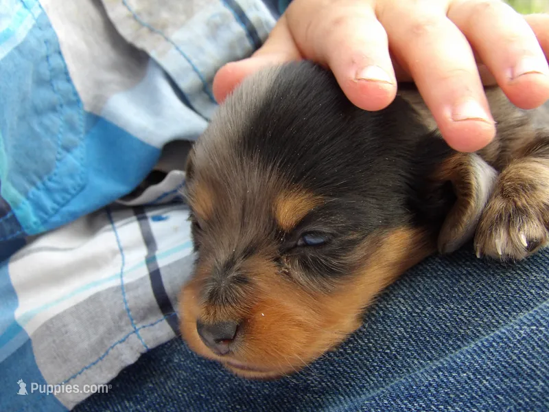 Princess – Miniature Dachshund puppy for sale in Harrisonburg, VA