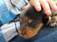 Princess, a female Miniature Dachshund for sale in Harrisonburg, VA – 1 of 2