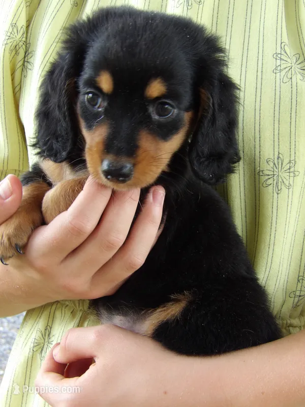 Pumpkin – Miniature Dachshund puppy for sale in Mount Crawford, VA