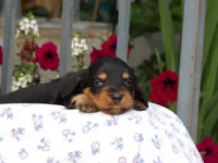 Pumpkin, a female Miniature Dachshund for sale in Harrisonburg, VA – 1 of 2