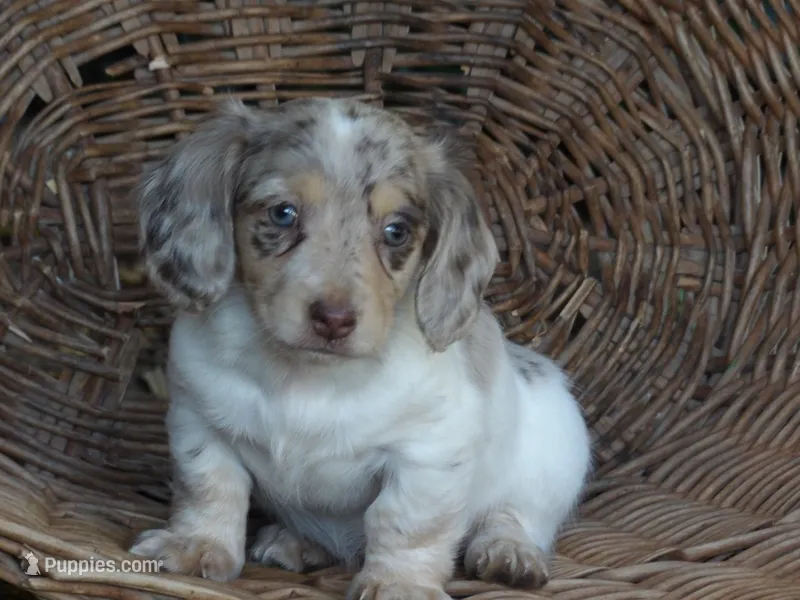 Sadie – Miniature Dachshund puppy for sale in Mount Crawford, VA