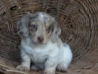 Sadie, a female Miniature Dachshund for sale in Mount Crawford, VA – 1 of 4