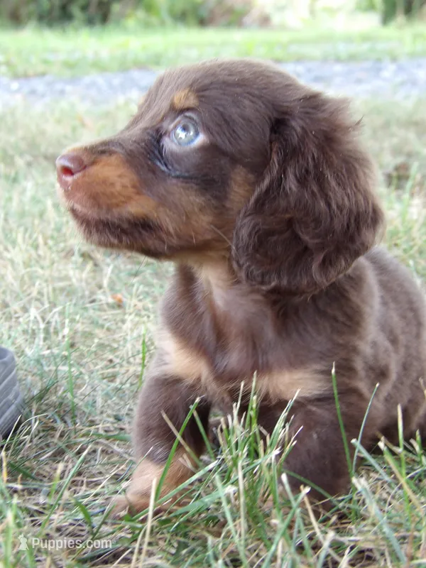Penny – Miniature Dachshund puppy for sale in Mount Crawford, VA