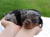 Peanut, a male Miniature Dachshund for sale in Harrisonburg, VA – 3 of 3