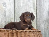 Stella, a female Miniature Dachshund for sale in Mount Crawford, VA – 3 of 4