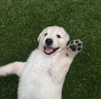 Miss. Pink, a female Golden Retriever for sale in Houston, TX – 4 of 5