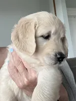 Miss. Pink, a female Golden Retriever for sale in Houston, TX – 2 of 5