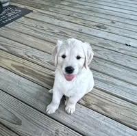 Miss. Pink, a female Golden Retriever for sale in Houston, TX – 5 of 5