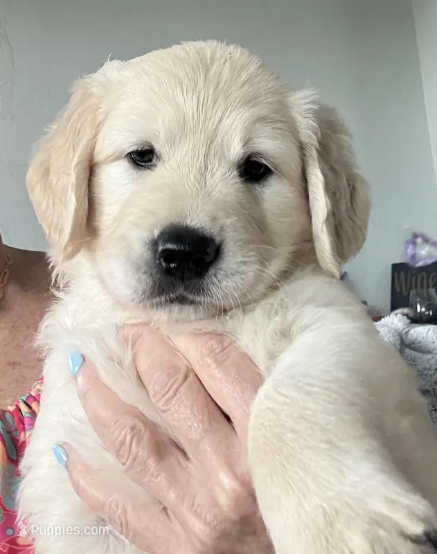Miss. Pink – Golden Retriever puppy for sale in Houston, TX
