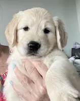 Miss. Pink, a female Golden Retriever for sale in Houston, TX – 1 of 5